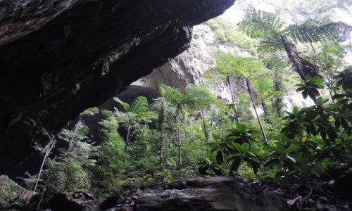 Zdjcie MALEZJA / Sarawak / Mulu / jak w parku jurajskim