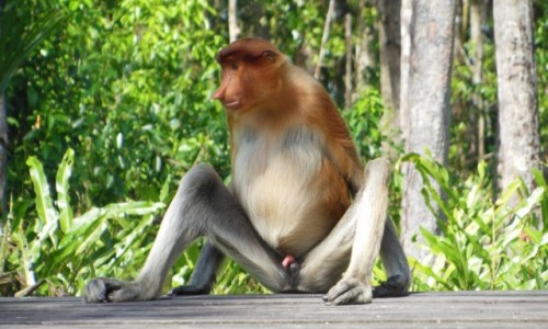 Zdjcie MALEZJA / Borneo, Sabah / Labuk Bay Proboscis Monkey Sanctuary / Borneo, Semporna