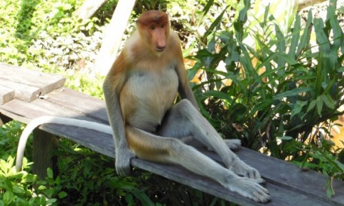 Zdjcie MALEZJA / Borneo, Sabah / Labuk Bay Proboscis Monkey Sanctuary / Borneo, Semporna