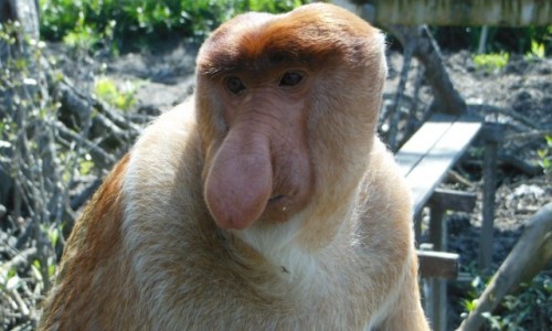 Zdjecie MALEZJA / Borneo, Sabah / Labuk Bay Proboscis Monkey Sanctuary / Borneo, Semporna