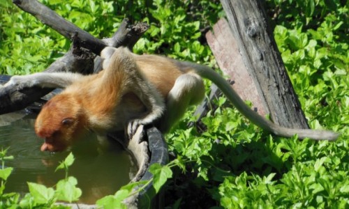 Zdjcie MALEZJA / Borneo, Sabah / Labuk Bay Proboscis Monkey Sanctuary / Borneo, Sabah