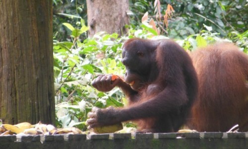 Zdjecie MALEZJA / Borneo, Sabah / Sepilok, szpital dla orangunanw / Borneo, Sepilok
