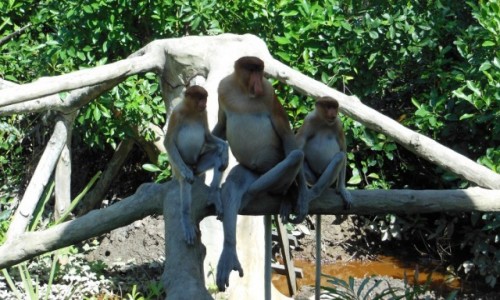 Zdjecie MALEZJA / Borneo, Sabah / Labuk Bay Proboscis Monkey Sanctuary / Borneo, Sabah