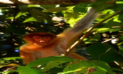 Zdjcie MALEZJA / Borneo, Sabah / Rzeka Kinabatangan / Mapa Probosis, Sabah, Borneo