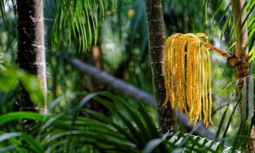 Zdjcie MALEZJA / Borneo / Bako National Park / Kolory dungli