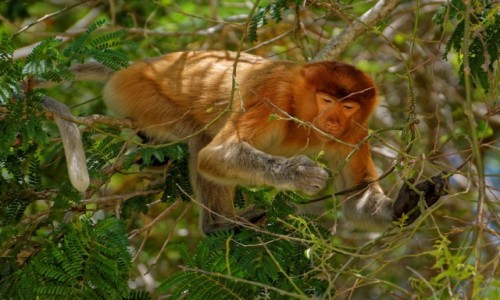 Zdjcie MALEZJA / Borneo / Bako National Park / Nosacz