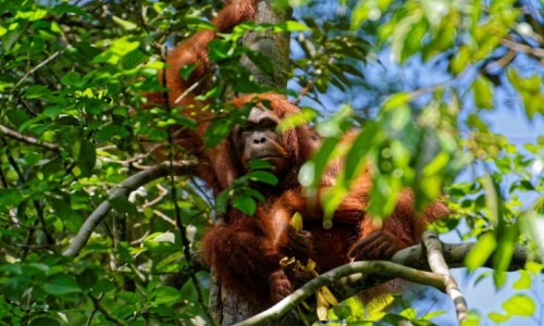 Zdjecie MALEZJA / Borneo / Semenggoh / Wymiana spojrze