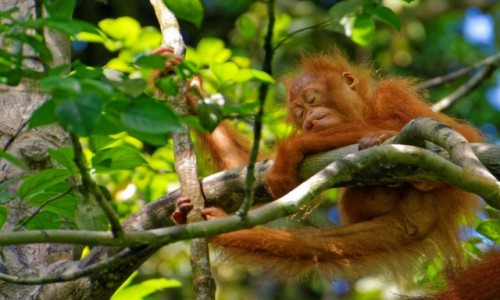 Zdjecie MALEZJA / Borneo / Semenggoh / Relax