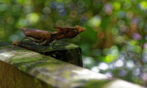 Zdjcie MALEZJA / Borneo / Mulu National Park / Modliszka