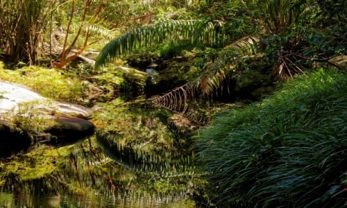 Zdjcie MALEZJA / Borneo / Bako National Park / 