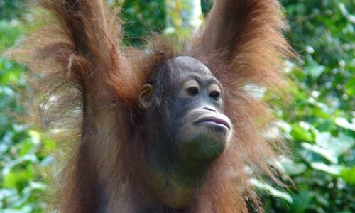 Zdjęcie MALEZJA / Borneo / Sepilok / Mieszkaniec Borneo