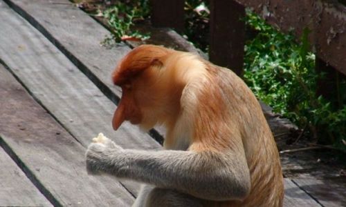 Zdjecie MALEZJA / Borneo / Borneo / co tu mam do zjedzenia