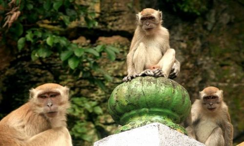 Zdjęcie MALEZJA / brak / batu caves / Małpia seria