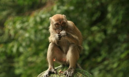 Zdjęcie MALEZJA / brak / batu caves / Małpia seria4