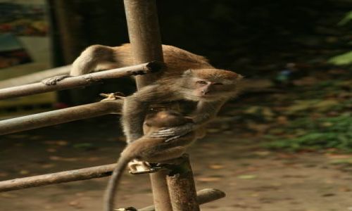 Zdjecie MALEZJA / brak / batu caves / Mapia seria9