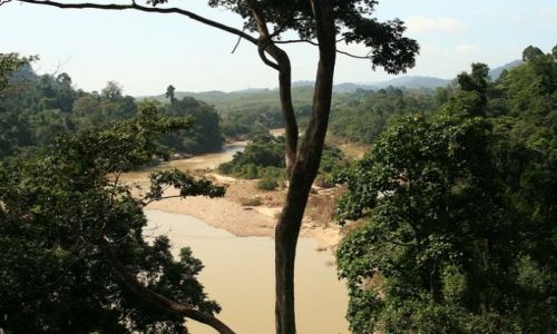 Zdjęcie MALEZJA / brak / Taman Negara / Widok z wiszącego mostu