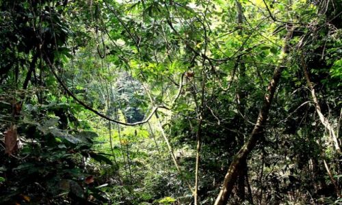 Zdjecie MALEZJA / brak / płw.malezyjski / Taman Negara 9