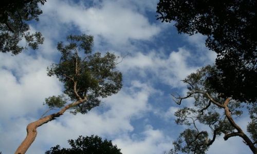 Zdjęcie MALEZJA / brak / Taman Negara / W drodze na Bukit Teresek