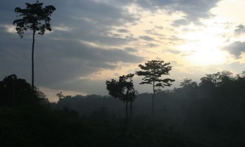 Zdjecie MALEZJA / brak / płw.malezyjski / Taman Negara