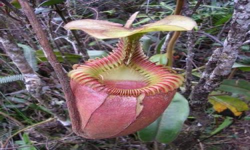 Zdjecie MALEZJA / Sabah, Borneo / Kinabalu Park / Owadożerny kwiat