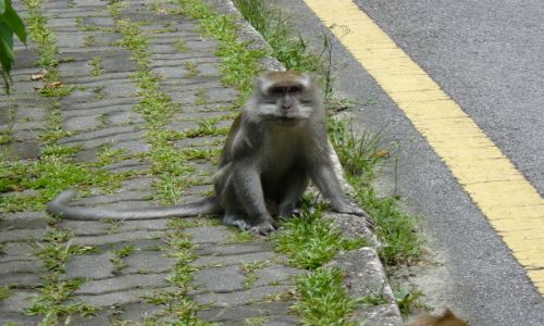 Zdjecie MALEZJA / kuala lumpur / brak / malpka na ulicy