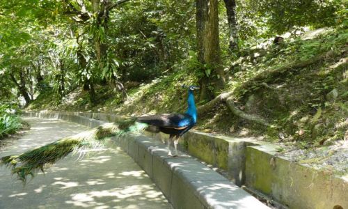 Zdjęcie MALEZJA / kuala  lumpur / brak / ptaszek na chodniku