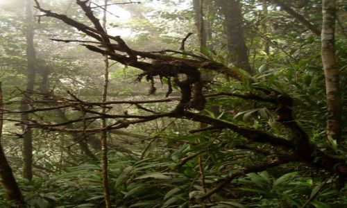 Zdjcie MALEZJA / Pahang / Cameron Highlands / ... troch mgy...