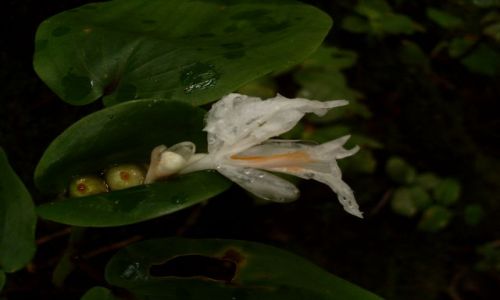 MALEZJA / Pahang / Cameron Highlands / ... �zy...