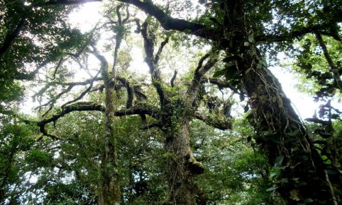 Zdj�cie MALEZJA / Pahang / Cameron Highlands / ... las  Birnam? ...