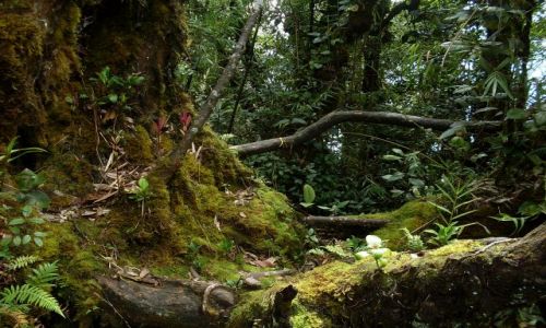 Zdjcie MALEZJA / Pahang / Cameron Highlands / ... dungla zawieszona na wys 2km....