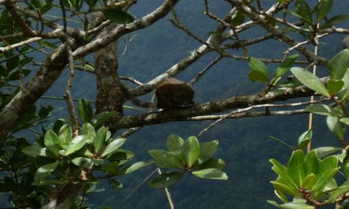 Zdjęcie MALEZJA / Sabah / Borneo-Mt. Kinabalu i okolice / ... Kinabalu free climber...