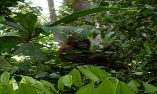 Zdjcie MALEZJA / Sabah / Borneo-Berhala / .... Sepilok... orangutani azyl....