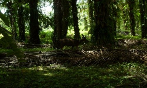 Zdjęcie MALEZJA / Sabah / Borneo-Sukau-okolice / ... skradam się ...