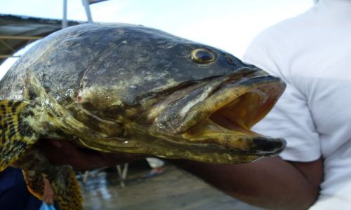 Zdjęcie MALEZJA / Sabah / Borneo-Semporna / ... gruba ryba ...