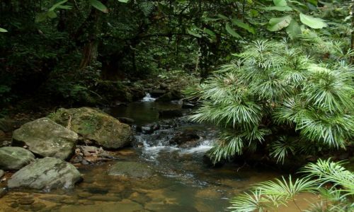 Zdjcie MALEZJA / Sabah / Borneo-Tawau Hils / ... na drug stron ...