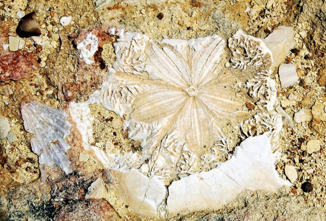 Zdj cia: Wied il-Mielah , Gozo, Dawno, dawno temu..., MALTA Zdj cia: Wied il-Mielah , Gozo, Dawno, dawno temu..., MALTA