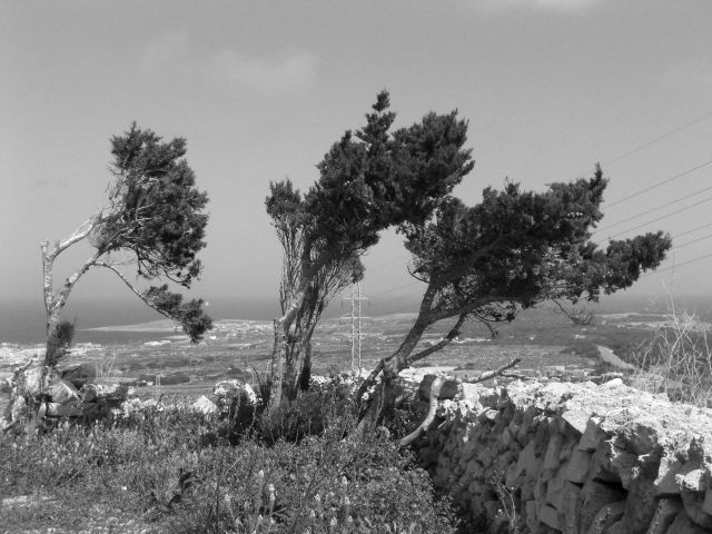 Zdjęcia: Malta, Malta, Krzaczorki na Malcie, MALTA Zdjęcia: Malta, Malta, Krzaczorki na Malcie, MALTA