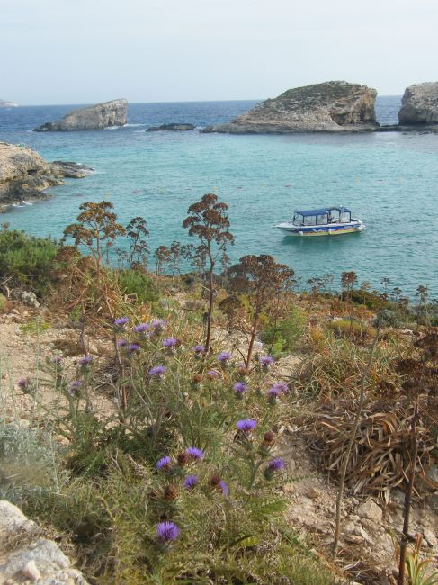 Zdjęcia: blue lagoon, comino, lodka, MALTA Zdjęcia: blue lagoon, comino, lodka, MALTA