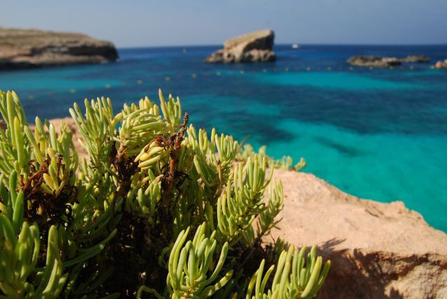 Zdjęcia: Wyspa Comino, rosła sobie roślinka..., MALTA Zdjęcia: Wyspa Comino, rosła sobie roślinka..., MALTA