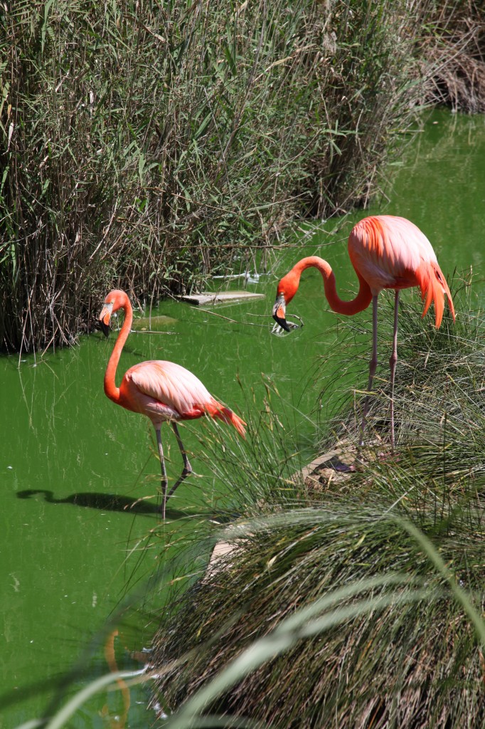 Zdjęcia: Ptasie ogrody, Bugibba, Flamingi, MALTA Zdjęcia: Ptasie ogrody, Bugibba, Flamingi, MALTA