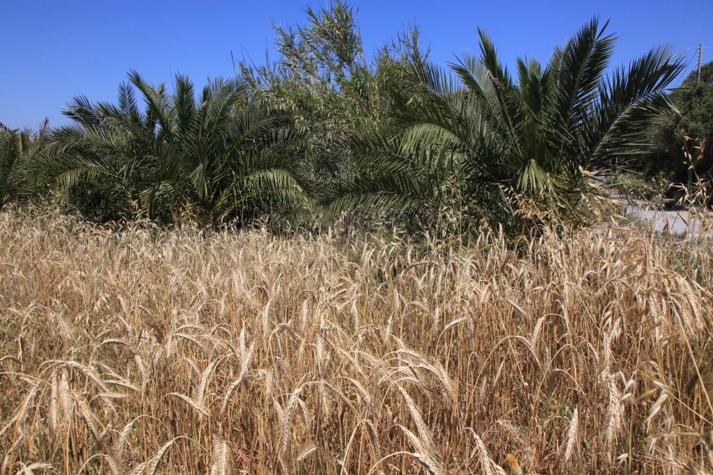 Zdjęcia: Przedmieścia, Bugibba, W cieniu palm, MALTA Zdjęcia: Przedmieścia, Bugibba, W cieniu palm, MALTA