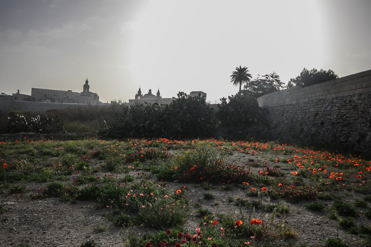 Zdjęcia: Mdina, Malta, Mdina, MALTA Zdjęcia: Mdina, Malta, Mdina, MALTA