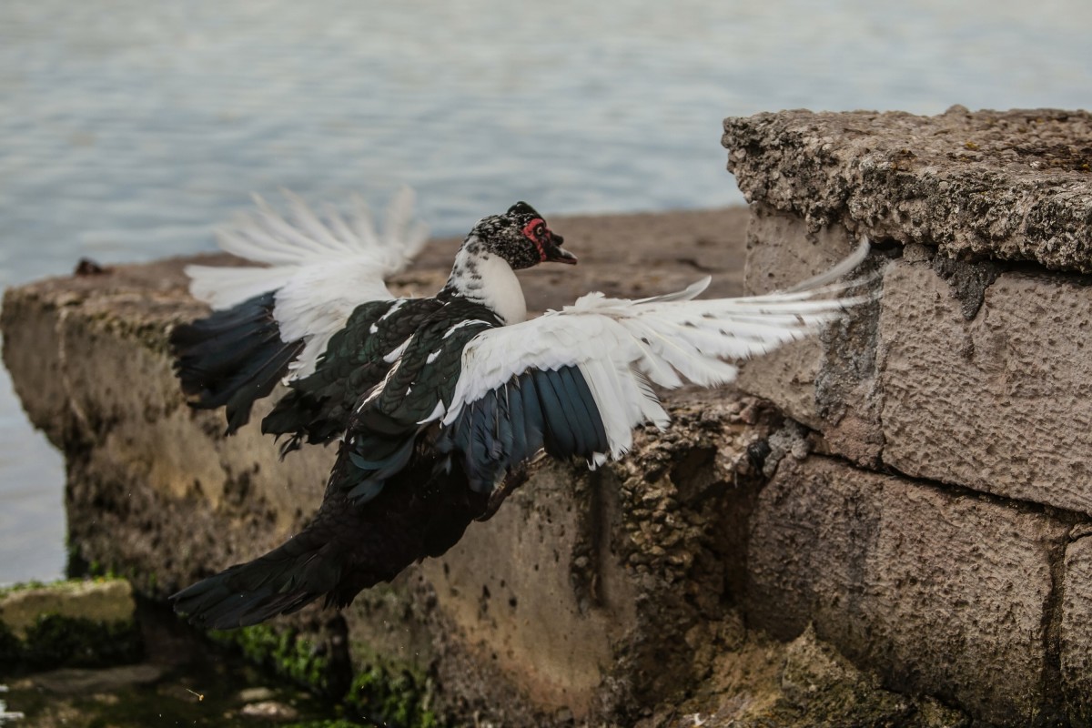 Zdjęcia: Malta, Malta, Wyzwanie..., MALTA Zdjęcia: Malta, Malta, Wyzwanie..., MALTA