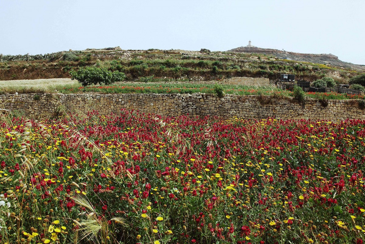 Zdjęcia: Ta'Pinu, Gozo, Pole, MALTA Zdjęcia: Ta'Pinu, Gozo, Pole, MALTA