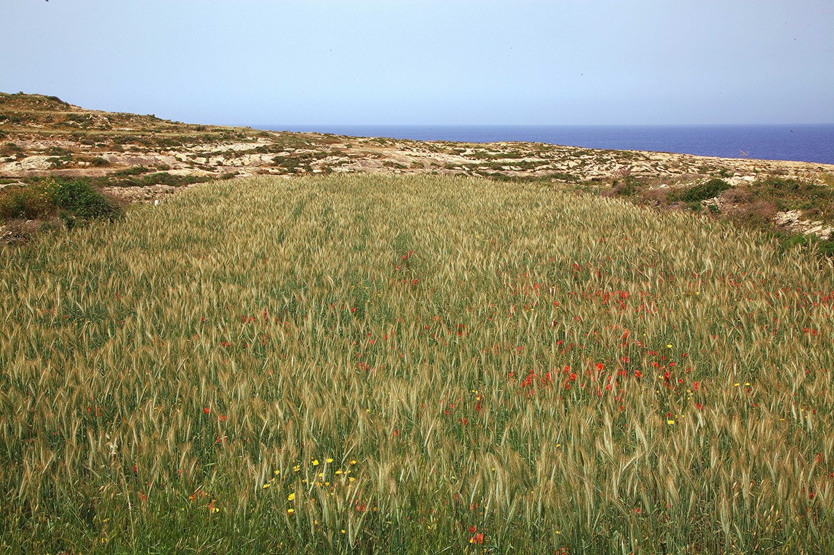 Zdjęcia: Wied il-Ghasri, Gozo, Uprawy na klifie, MALTA Zdjęcia: Wied il-Ghasri, Gozo, Uprawy na klifie, MALTA