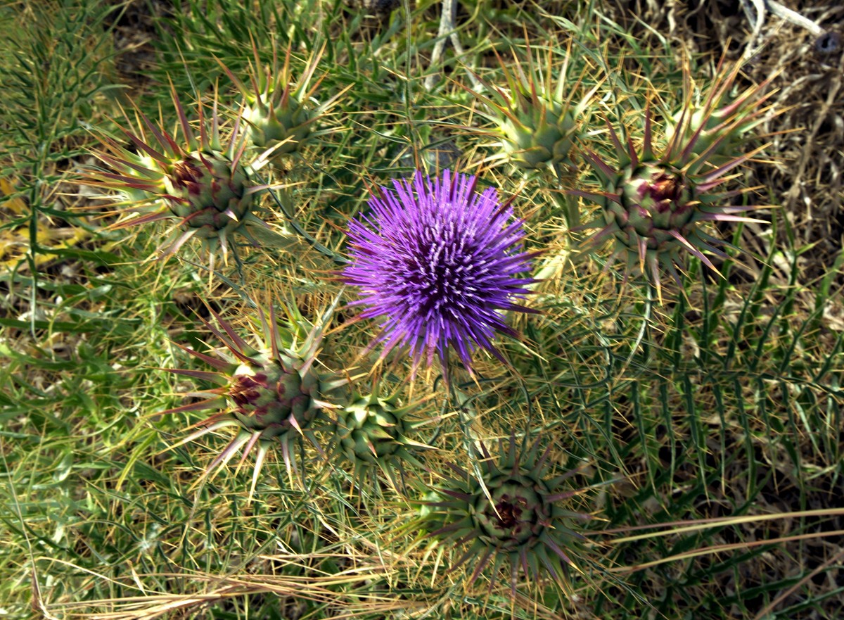 Zdjęcia: Għar Lapsi , Siġġiewi, Kłujące piękno, MALTA Zdjęcia: Għar Lapsi , Siġġiewi, Kłujące piękno, MALTA