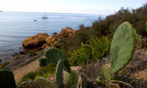 Zdjcie MALTA / Wyspa Gozo / Ramla Bay / Ramla Bay