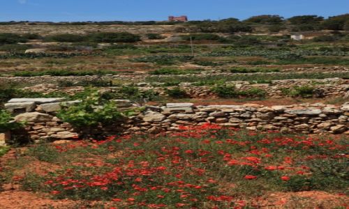 Zdjcie MALTA / Gozo / Mellieha / Barwy Gozo