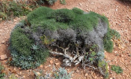Zdjecie MALTA / Wyspa Comino / Bkitna laguna / Bonsai