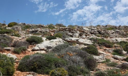 Zdjęcie MALTA / Wyspa Comino / Błękitna laguna / Skalny ogród